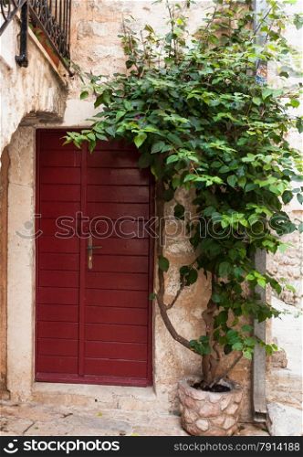 Outdoor shot of red wooden door with growing green ivy