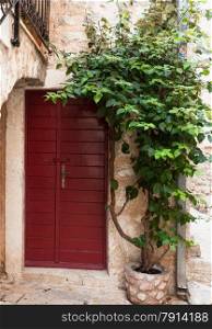 Outdoor shot of red wooden door with growing green ivy