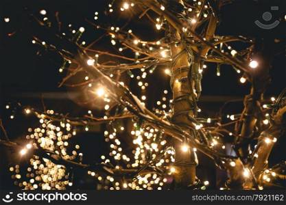 outdoor shot of trees on street decorated with lights