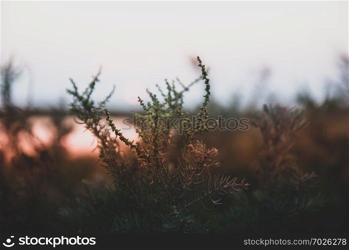 Outdoor view on evening nature background