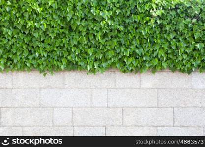 Outer wall of house covered with beautiful green leaves plants