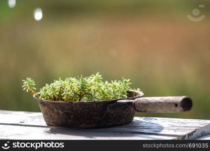 Outside planters with old frying pan used as containers for growing plants. Waste recycling concept.