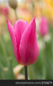Outstanding colorful tulip flower bloom in the spring  garden