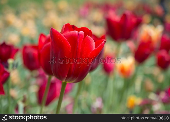 Outstanding colorful tulip flower bloom in the spring garden