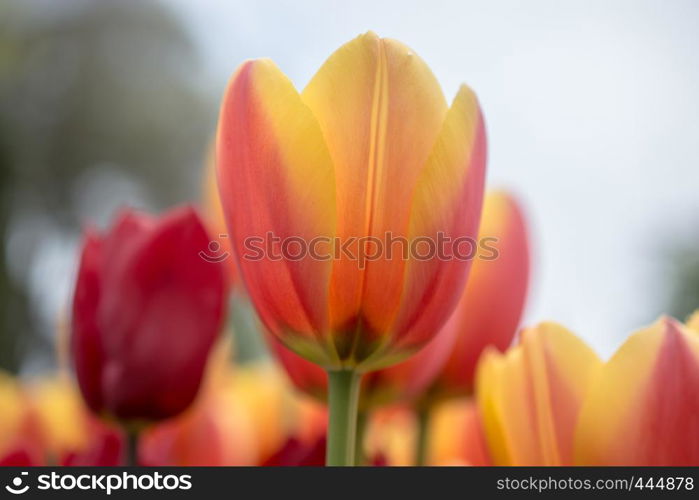 Outstanding colorful tulip flower bloom in the spring garden