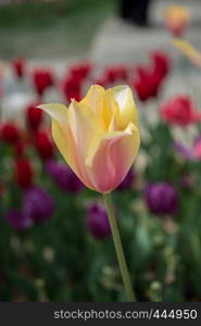 Outstanding colorful tulip flower bloom in the spring garden