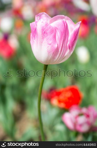 Outstanding colorful tulip flower bloom in the spring garden