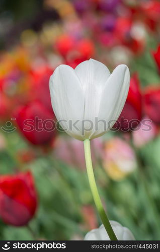 Outstanding colorful tulip flower bloom in the spring garden