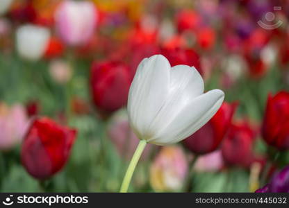 Outstanding colorful tulip flower bloom in the spring garden