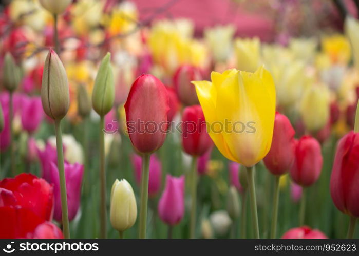 Outstanding colorful tulip flower bloom in the spring garden