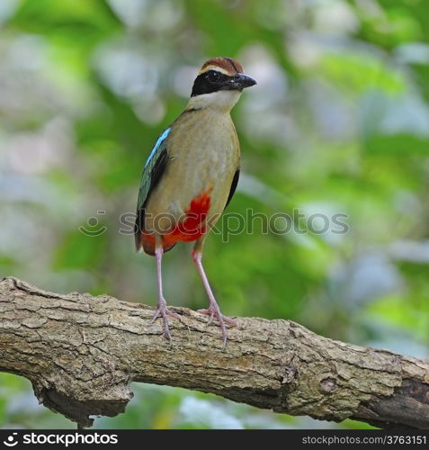 Outstanding Pitta, Fairy Pitta (Pitta nympha) on the log, taken in Thailand