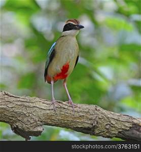 Outstanding Pitta, Fairy Pitta (Pitta nympha) on the log, taken in Thailand