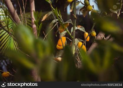 Oval kumquat tree with fruits.