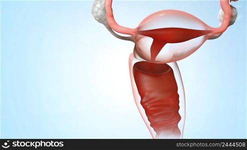 Ovaries are the female gonads the primary female reproductive organs. 3d illustration. Ovaries are the female gonads the primary female reproductive organs.