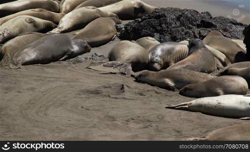Over a dozen Elephant seals near San Simeon California