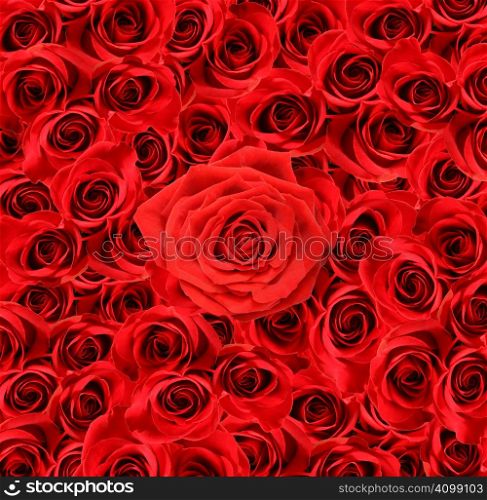 Over view of large red roses for special occasions