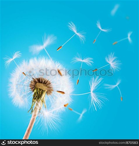 Overblown dandelion with seeds flying away with the wind during spring over blue clear sky