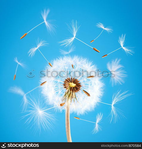 Overblown dandelion with seeds flying away with the wind during spring over blue clear sky