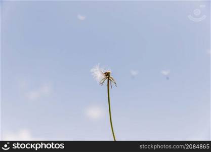 overblown dandelion with seeds flying away with wind
