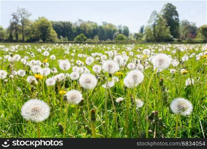 Overblown dandelions in green european meadow