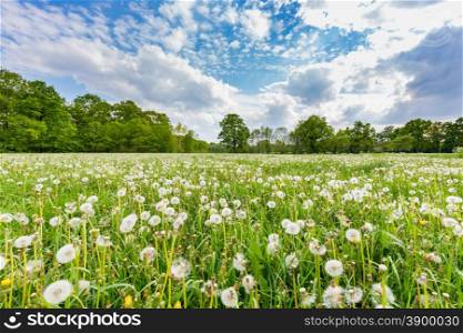 Overblown dandelions in green meadow with blue sky and clouds in summer