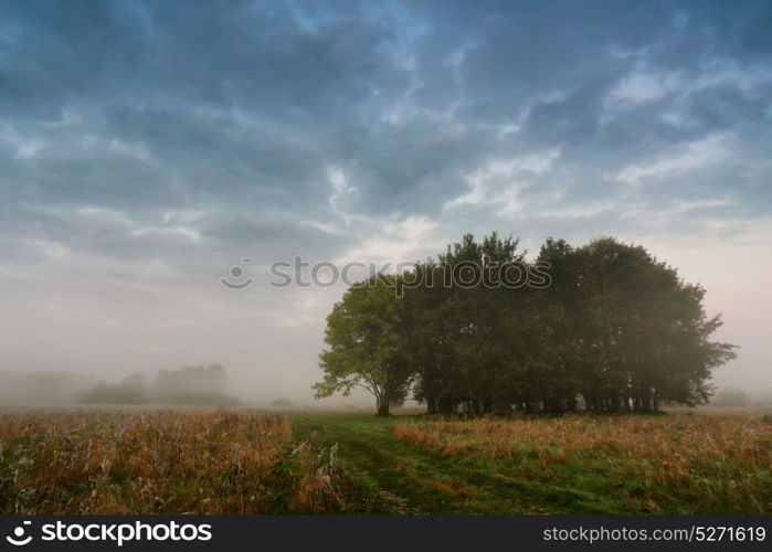 Overcast sky. Cloudy autumn foggy morning. Autumn scene on a meadow with oak trees.