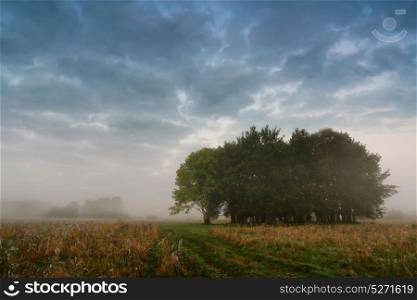 Overcast sky. Cloudy autumn foggy morning. Autumn scene on a meadow with oak trees.