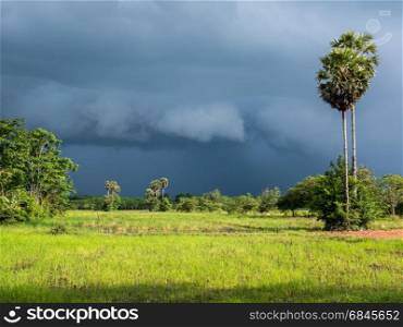 Overcast sky while rain is coming over rice filed and sugar palm tree inThailand