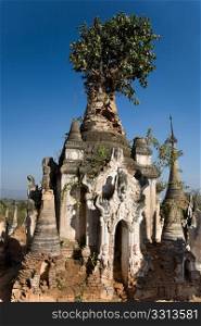 Overgrown pagoda ruins of Indein, Burma, Myanmar (also called Indiana Jones temples of Doom)