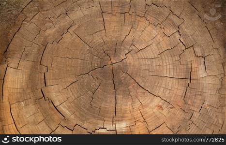 Overhead close up of the inside of a big tree trunk after cutting it revealing the cracks and concentric circles that are developed over time