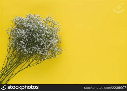 overhead view baby s breath flowers yellow background