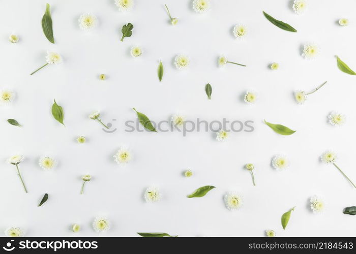 overhead view chrysanthemum leaves spread white background