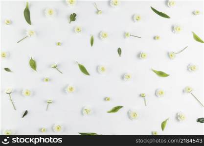 overhead view chrysanthemum leaves spread white background