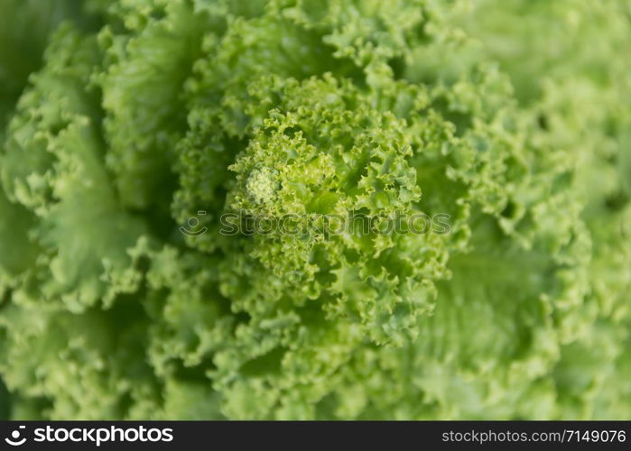 overhead view of a blooming green lettuce