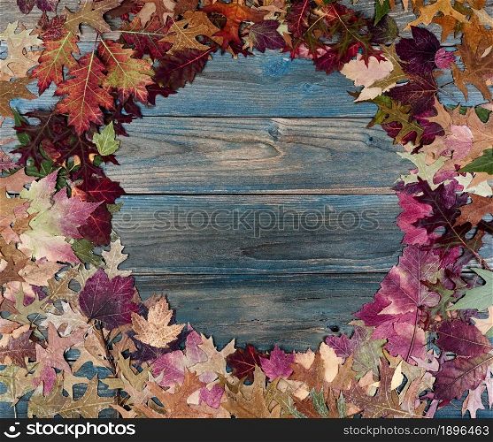 Overhead view of a complete circle real colorful foliage leaves on blue weathered wooden planks for the Autumn holiday season of Halloween or Thanksgiving background