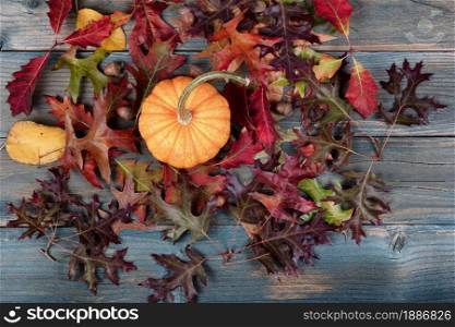Overhead view of a real pumpkin, acorns and colorful foliage leaves on blue weathered wooden planks for the Autumn holiday season of Halloween or Thanksgiving background