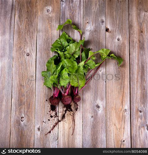 Overhead view of freshly harvested beets from garden on rustic wooden boards. Earth soil still on roots.