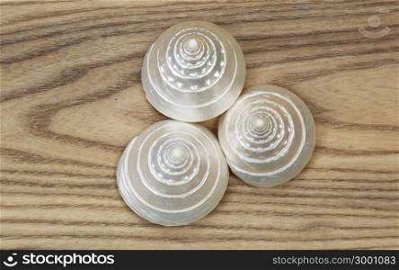 Overhead view of mother of pearl sea shells positioned on rustic wooden boards.