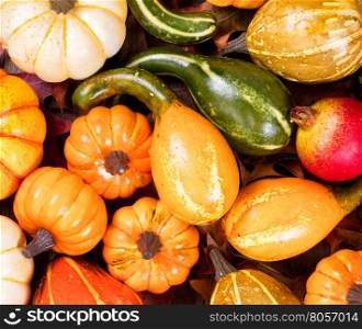 Overhead view of seasonal autumn gourd decorations on leaves. Filled frame layout.