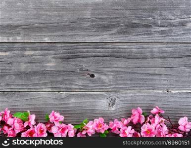 Overhead view of silk cherry blossom branches forming lower border on vintage wood for spring time. Lower border of Silk Cherry Blossom branches on vintage wood in