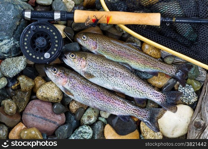 Overhead view of three wild trout with fishing fly reel, landing net and assorted flies on wet river bed stones