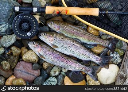 Overhead view of three wild trout with fishing fly reel, landing net and assorted flies on wet river bed stones