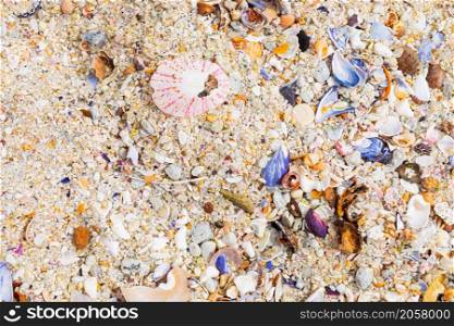 Overhead view of washed up and broken sea shells on sandy beach in Cape Town