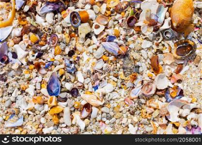 Overhead view of washed up and broken sea shells on sandy beach in Cape Town