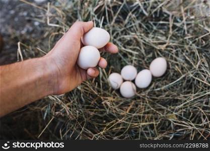 overhead view person s hand taking eggs from nest