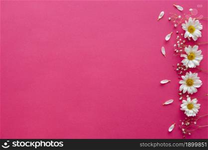 overhead view white daisy flowers baby s breath petals arranged pink background. Resolution and high quality beautiful photo. overhead view white daisy flowers baby s breath petals arranged pink background. High quality beautiful photo concept