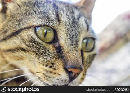 Overlooking curious brown tabby cat with green eyes Portrait