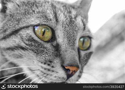 Overlooking curious gray tabby cat with green eyes Portrait