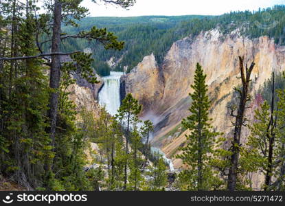 Overlooking the Yellowstone Grand Canyon