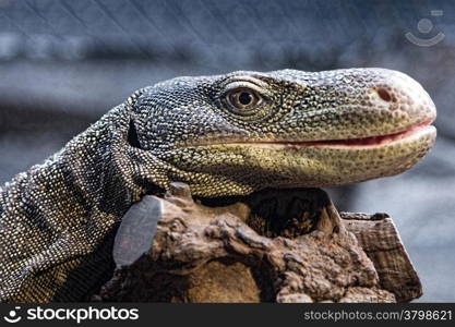 oversized lizard resting on a branch